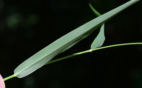 Setaria_viridis_var_viridis_leaf2.jpg