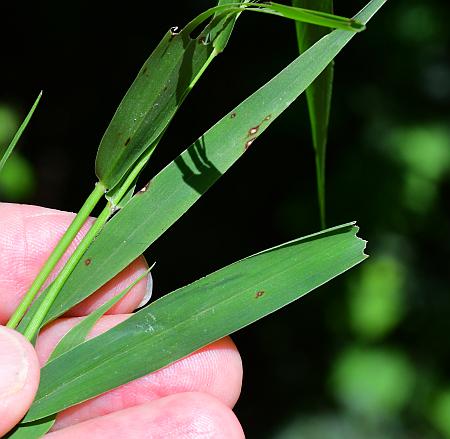 Setaria_viridis_var_viridis_leaves.jpg