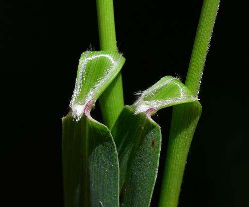 Setaria_viridis_var_viridis_ligules.jpg