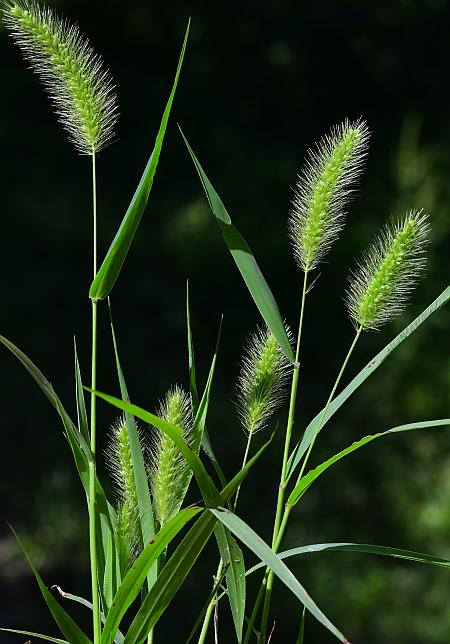 Setaria_viridis_var_viridis_plant.jpg