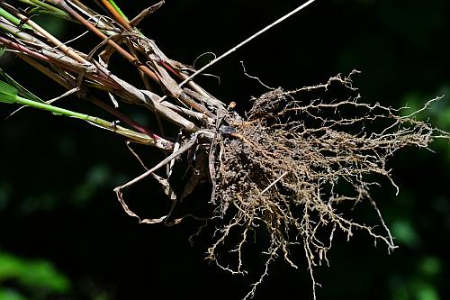 Setaria_viridis_var_viridis_roots.jpg