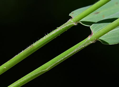 Setaria_viridis_var_viridis_sheaths.jpg