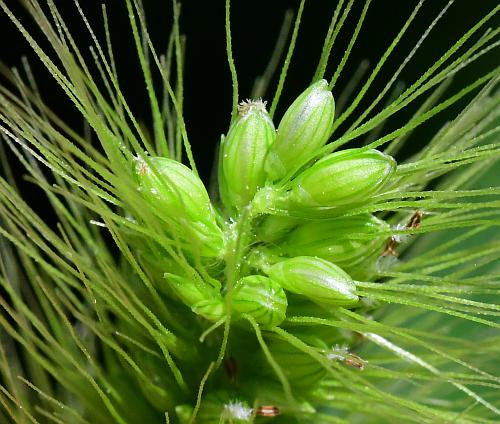 Setaria_viridis_var_viridis_spikelets.jpg