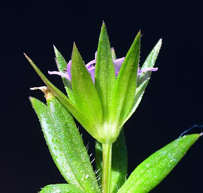 Sherardia_arvensis_bracts.jpg