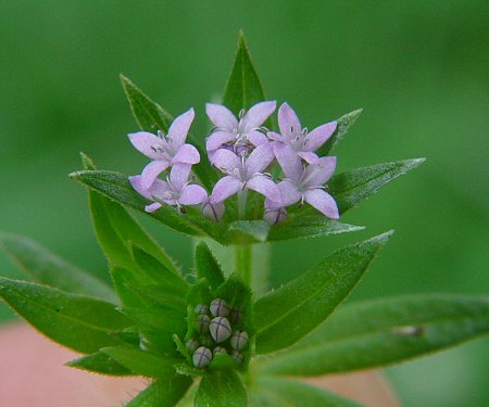 Sherardia_arvensis_flowers.jpg