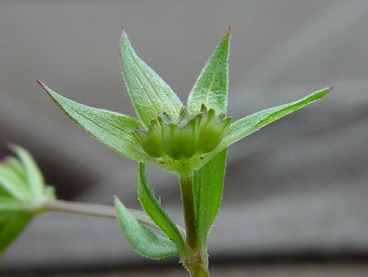 Sherardia_arvensis_fruits.jpg