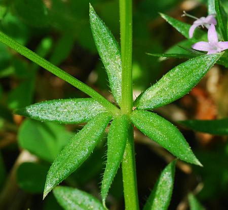 Sherardia_arvensis_leaf1.jpg