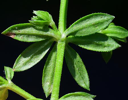 Sherardia_arvensis_leaf2.jpg