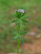 Sherardia arvensis thumbnail