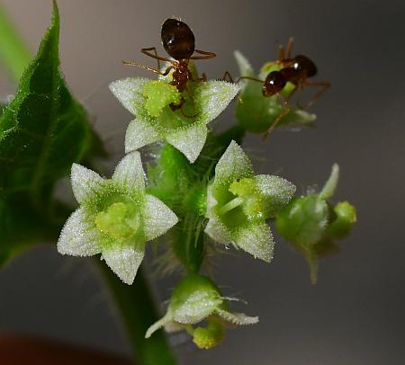 Sicyos_angulatus_flowers3.jpg