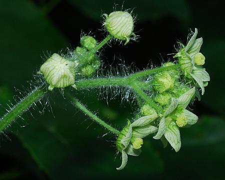 Sicyos_angulatus_inflorescence.jpg