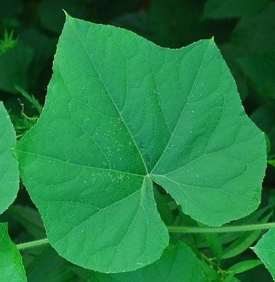 Sicyos_angulatus_leaf1.jpg