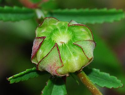 Sida_elliottii_fruit1.jpg