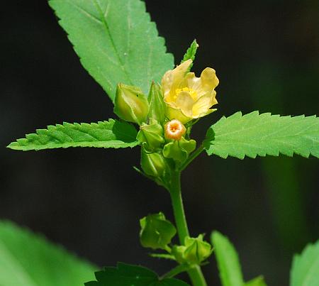 Sida_spinosa_inflorescence.jpg