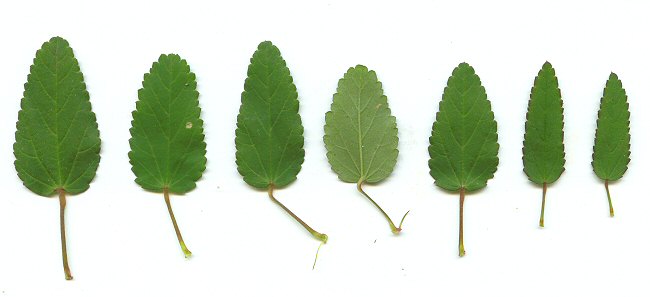 Sida_spinosa_leaves.jpg