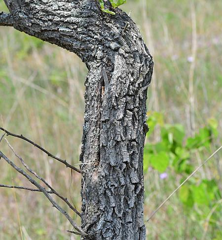 Sideroxylon_lanuginosum_bark.jpg