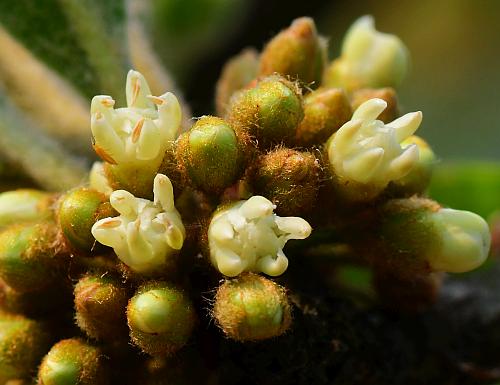 Sideroxylon_lanuginosum_flowers.jpg