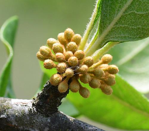 Sideroxylon_lanuginosum_inflorescence1.jpg