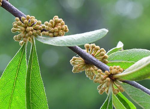 Sideroxylon_lanuginosum_inflorescences.jpg