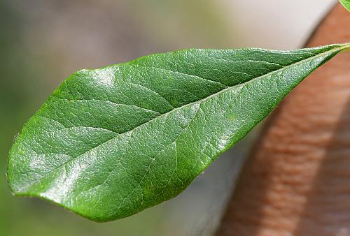 Sideroxylon_lanuginosum_leaf1.jpg