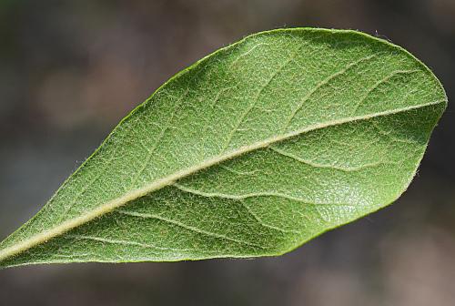 Sideroxylon_lanuginosum_leaf2.jpg