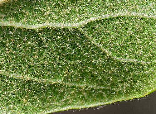 Sideroxylon_lanuginosum_leaf2a.jpg