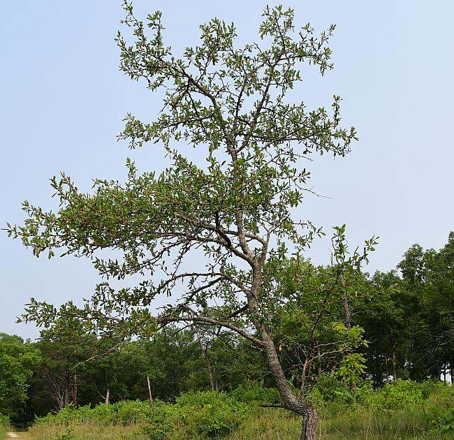 Sideroxylon_lanuginosum_plant.jpg