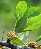 Sideroxylon lanuginosum thumbnail