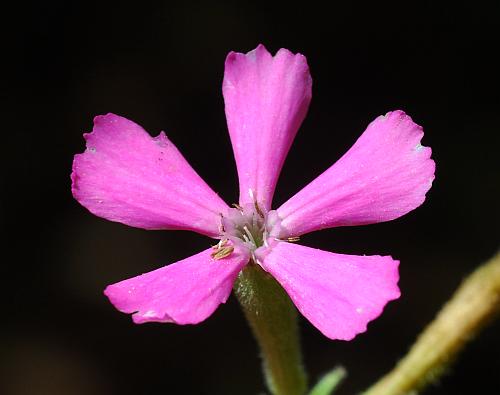 Silene_caroliniana_corolla1.jpg