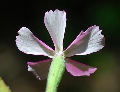 Silene_caroliniana_corolla2.jpg