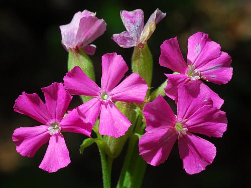 Silene_caroliniana_corollas.jpg