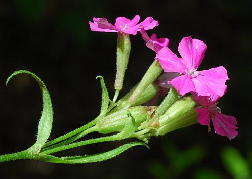 Silene_caroliniana_inflorescence.jpg