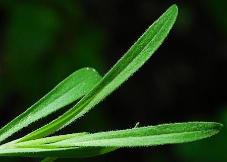 Silene_caroliniana_leaf1.jpg