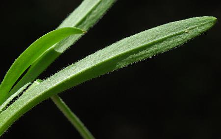 Silene_caroliniana_leaf2.jpg