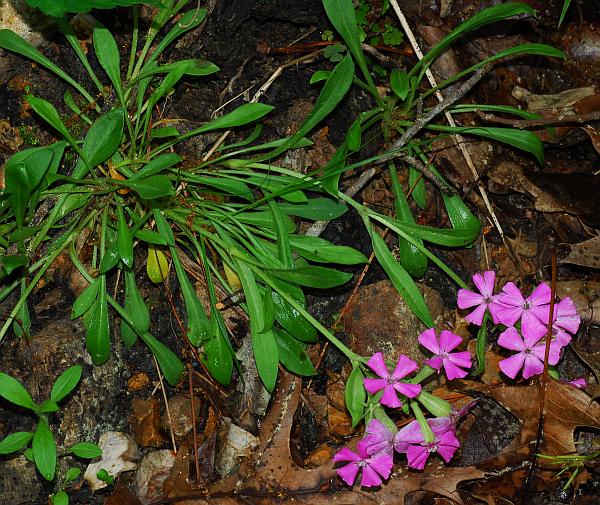 Silene_caroliniana_plant.jpg