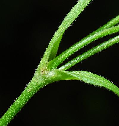 Silene_caroliniana_stem.jpg