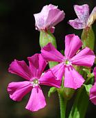 Silene caroliniana thumbnail