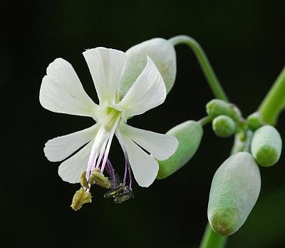 Silene_csereii_corolla.jpg
