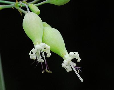 Silene_csereii_corolla2.jpg