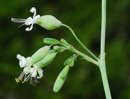 Silene_csereii_inflorescence.jpg