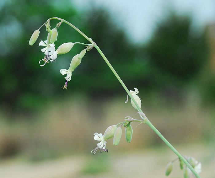 Silene_csereii_plant.jpg