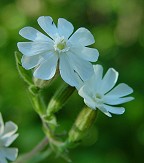 Silene latifolia thumbnail