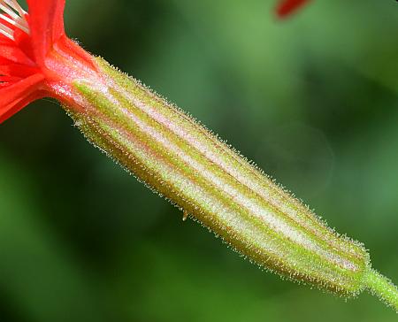 Silene_regia_calyx.jpg