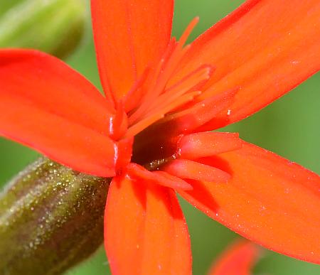 Silene_regia_corolla2.jpg