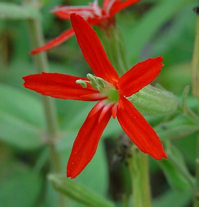 Silene_regia_flower.jpg