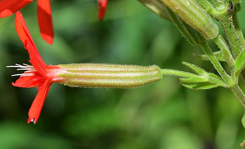 Silene_regia_flower1.jpg