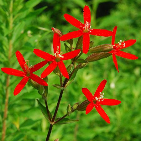 Silene_regia_inflorescence.jpg