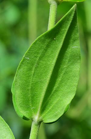 Silene_regia_leaf2.jpg