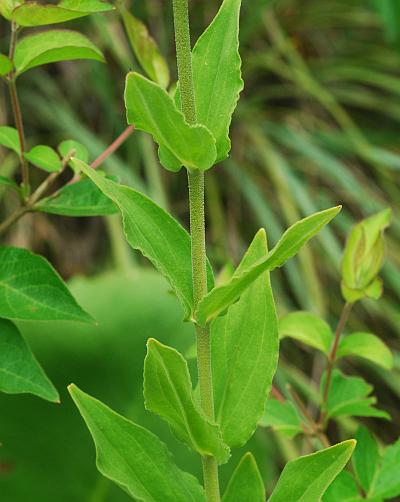 Silene_regia_leaves1.jpg