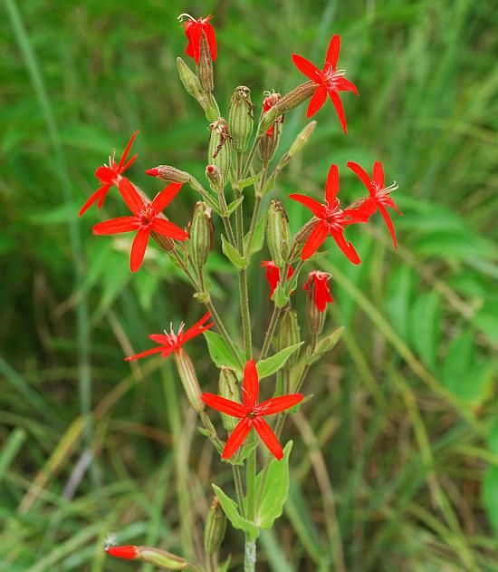 Silene_regia_plant.jpg